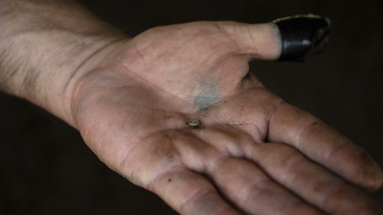 Meksika’da çiftçiler et yiyen parazitle boğuşuyor: ABD ithalatı durdurdu