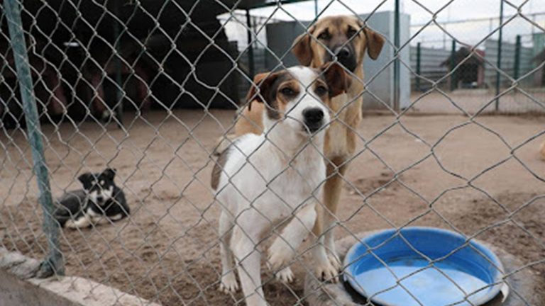 3 şehirde sahipsiz hayvanlar için koruma birliği kurulacak – Son Dakika Türkiye Haberleri