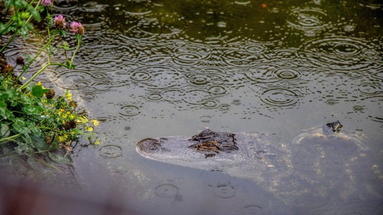 Danimarka’daki hayvanat bahçesinden yırtıcıları beslemek için evcil hayvan bağışı çağrısı